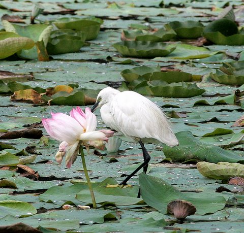 little egret with lotus lalbagh 150308