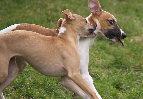 Whippet puppies: Quentin & Anukis (15 weeks)