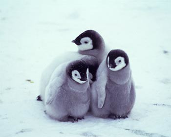 Pictures Baby Penguins on Http Thecia Com Au Reviews M Images March Of The Penguins 8 Http Farm4