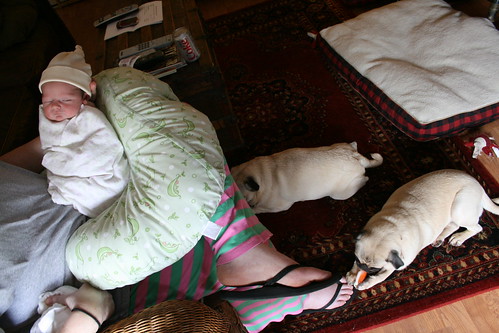 Lily and the Pugs