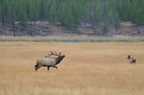Elk, Madison River, Yellowstone NP