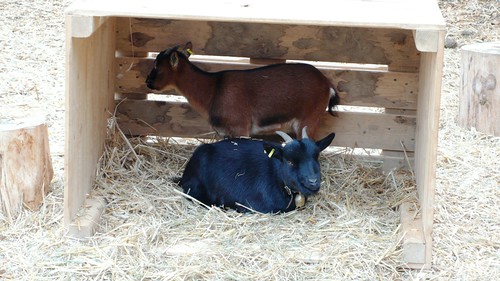 Goats, HESO, Solothurn