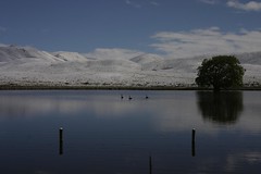 Lake and swans