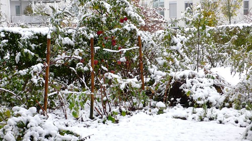 My Garden - the first snowfall 30.10.2008