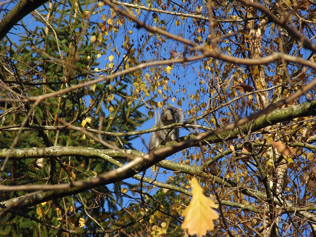 Eastern Gray Squirrel in Paulik Garden