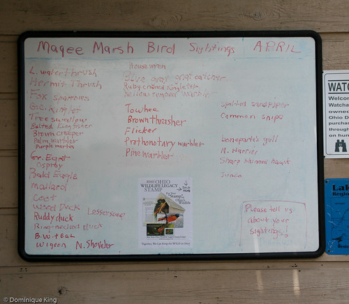 Magee Marsh, Ohio wildlife refuge-9