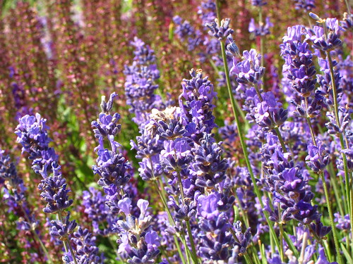 Lavender in the Duke's Garden at Kew