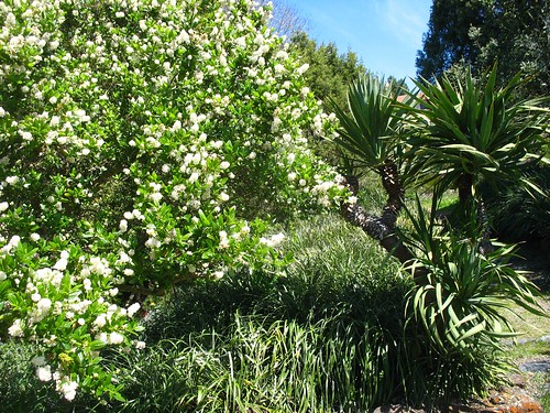 Ceanothus (Blake Garden)