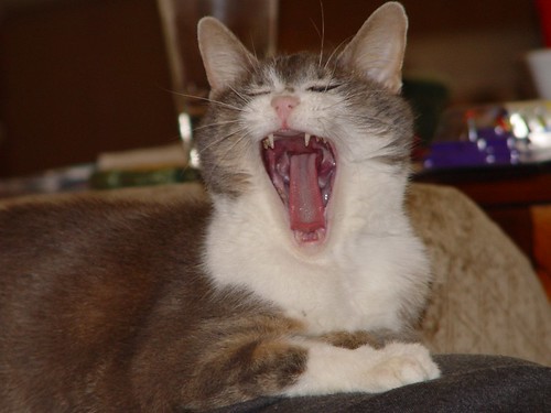 big yawn