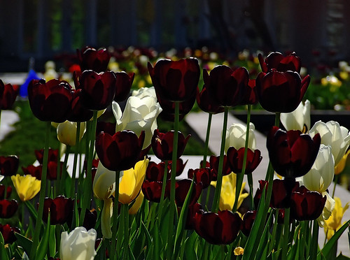 Missouri Botanical ("Shaw's") Garden, in Saint Louis, Missouri, USA - tulips 3