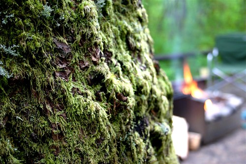 Moss + Campfire