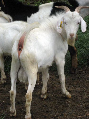 A 50% Kiko buck consigned by Dave Sparks (OK) is currently the top performing goat in the test