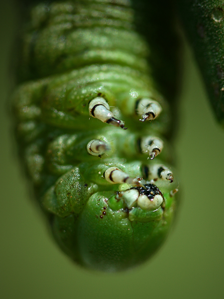 Tomato Hornworm-Up close and personal