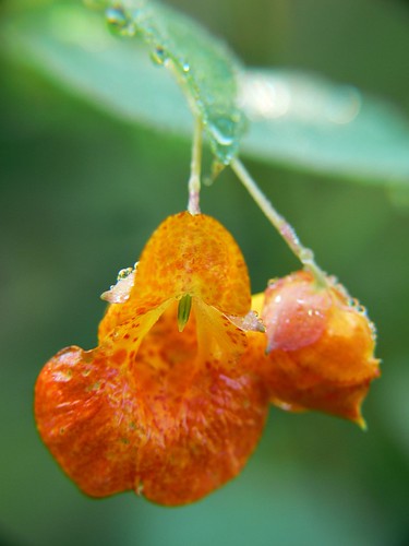 Jewelweed in the Morning