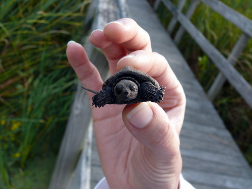 Baby Snapping Turtle