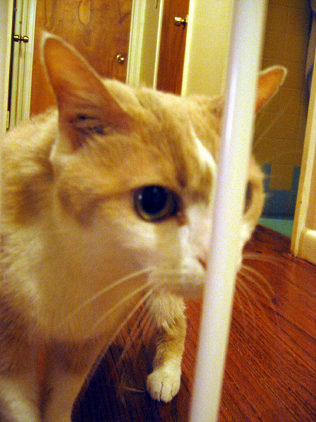 Kitty Behind Bars (Click to enlarge)