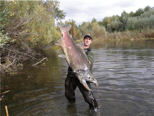 Chinzilla! Giant salmon