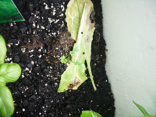 Coriander sprouting