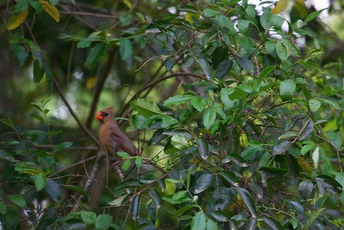 Mama Cardinal not happy that I keep going outside