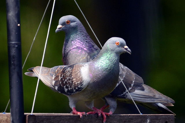 feeder pigeons 2