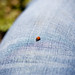 Ladybird on my leg