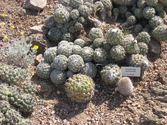 Desert Botanical Garden Cactus