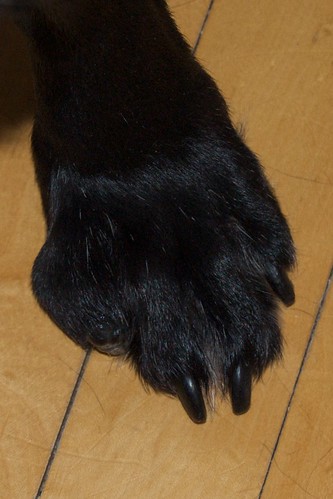 Canine Toe Cancer