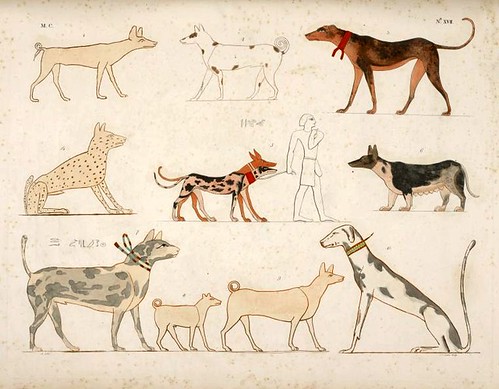 08- varias especies de perros de la epoca egipcia