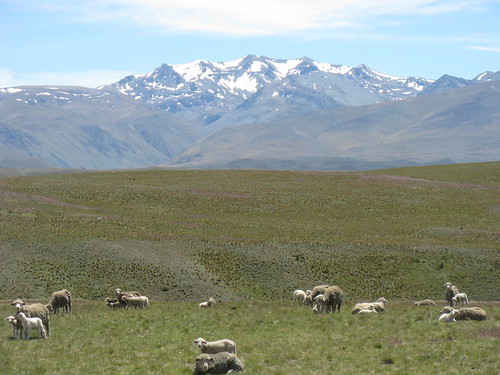 Mt cook with sheep