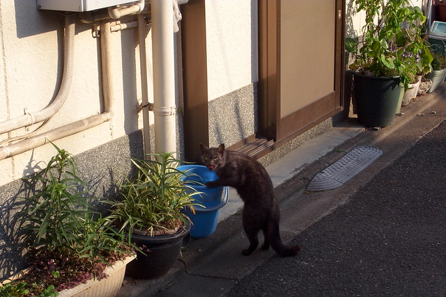 Today's Cat@2011-05-19