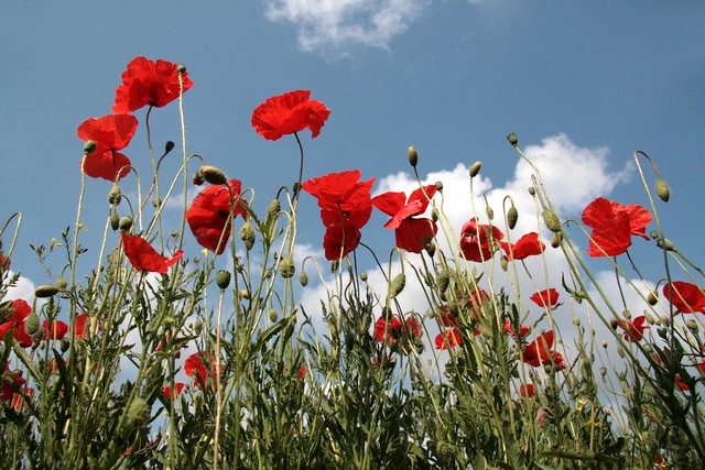 red flowers, white clouds, blue sky