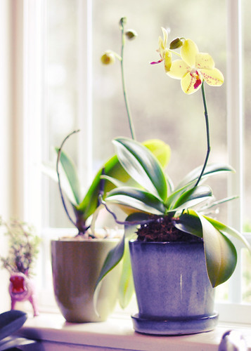 regrowing orchids on the window sill  