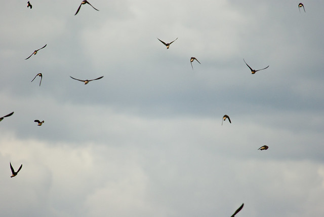 SD 063 18 Cliff Swallows flock