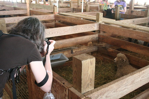 Rachel photographing sheep
