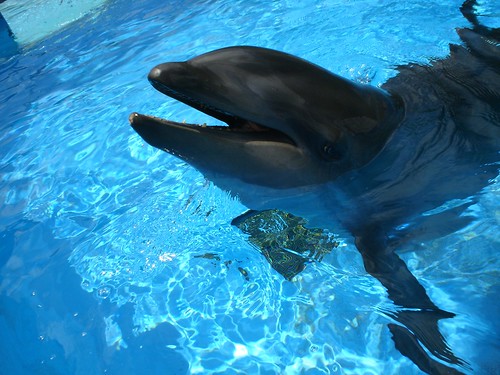 Wholphin | Sea Life Park Hawaii