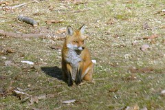 fox barb ballard