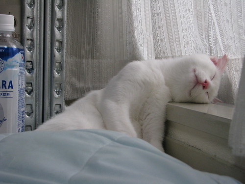  フリー画像| 動物写真| 哺乳類| ネコ科| 猫/ネコ| 寝顔/寝相/寝姿| 白猫|     フリー素材| 