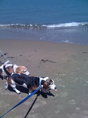 Two bassethounds and an ocean