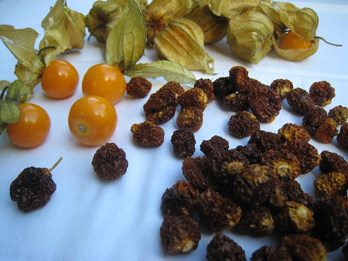 Fresh and Dried Physalis