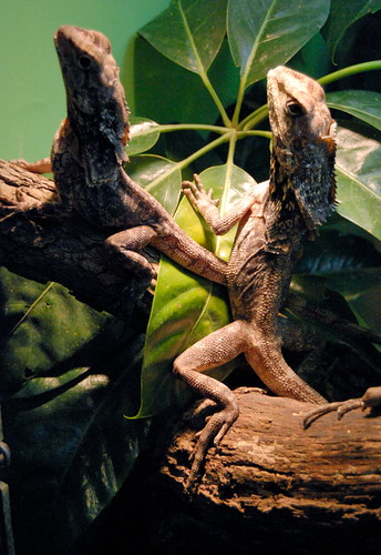 Saint Louis Zoological Garden, in Saint Louis, Missouri, USA - lizards
