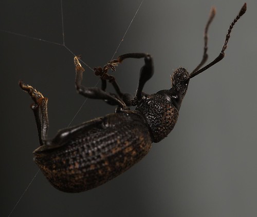 beetle stuck in spiderweb
