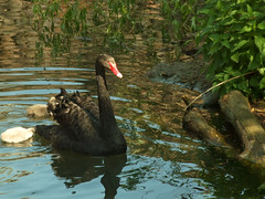 Kyiv zoo. Black swan
