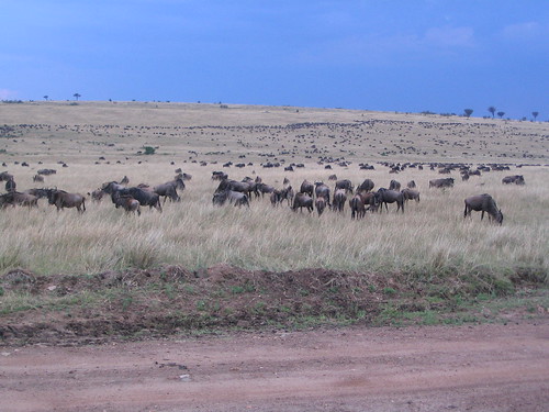 你拍攝的 29 Masai Mara。