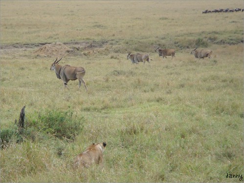 你拍攝的 88 Masai Mara - Lion & Eland。