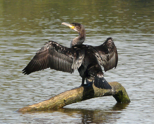 Cormorant drying out at the Swan Pond