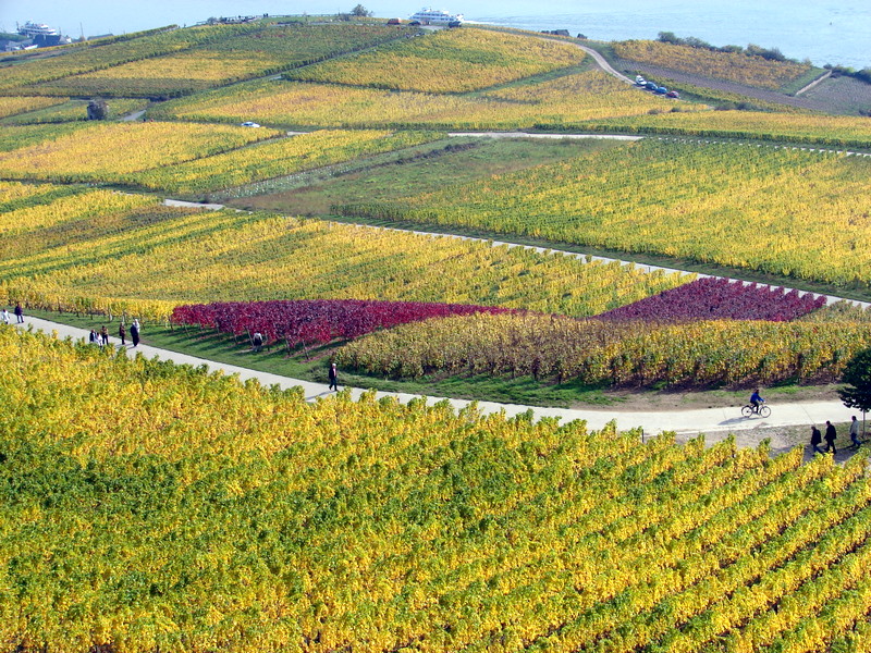 Rudesheim Vineyards mid-October