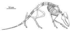 indohyus skeleton scale