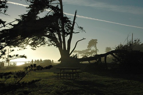 Slip Stream Tree, Bench, Santa Cruz, California, USA by Wonderlane