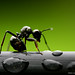 Ant on the line by Mitch Lahey