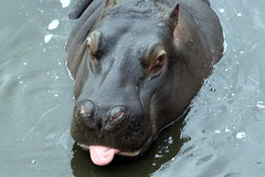 hippopotamus (Hippopotamus amphibius)